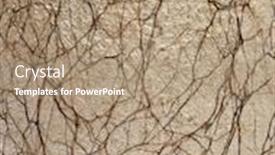  Presentation with cocoon - Theme enhanced with close-up of cocoon of a south india small tussore antheraea paphia chrisalides background and a coral colored foreground