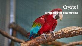  Presentation with colorful - Slide set enhanced with close up of colorful scarlet background and a dark gray colored foreground