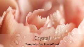  Presentation with water drops - Cool new slide set with close-up-of-coral-carnation backdrop and a coral colored foreground