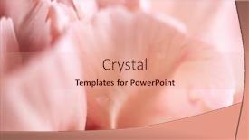  Presentation with water drops - Audience pleasing presentation theme consisting of close-up-of-coral-carnation backdrop and a coral colored foreground