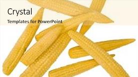  Presentation with corn cobs - Audience pleasing presentation theme consisting of close-up of corn cobs backdrop and a blonde colored foreground