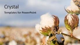 Presentation with plant cotton - Beautiful presentation featuring close up of cotton backdrop and a lemonade colored foreground