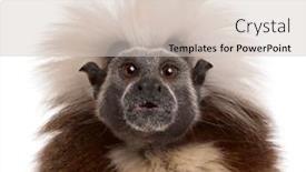  Presentation with golden lion tamarin - PPT layouts with close-up-of-cottontop-tamarin background and a lemonade colored foreground