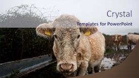  Presentation with leafy rice field - Beautiful theme featuring close-up-of-cow backdrop and a sky blue colored foreground