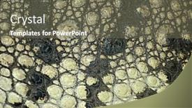  Presentation with crocodile - Slides having close-up of crocodile skin abstract organic texture background background and a gray colored foreground