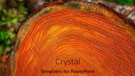  Presentation with pine trees - Presentation theme having close-up-of-cut-pine background and a  colored foreground