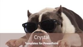  Presentation with bully - Beautiful PPT theme featuring close up of cute american bully with sunglasses resting on white background with head down backdrop and a violet colored foreground