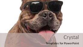  Presentation with bully - Presentation theme with close up of cute american bully wearing sunglasses and red bowtie panting and sticking out tongue isolated on white background background and a light gray colored foreground
