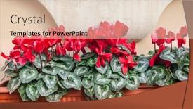  Presentation with tropical flowers close up - Cool new slide deck with close-up-of-cyclamen-flowers backdrop and a lemonade colored foreground