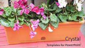  Presentation with cracker plant - Theme with close-up of cyclamen plant background and a  colored foreground