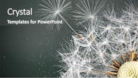  Presentation with close up fennel seed - Theme enhanced with close-up of dandelion seeds background and a gray colored foreground