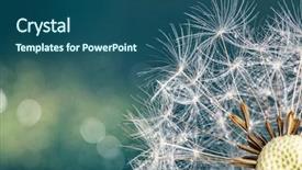  Presentation with dandelion - Audience pleasing slides consisting of close-up of dandelion seeds backdrop and a ocean colored foreground