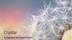  Presentation with close up fennel seed - Beautiful slides featuring close-up of dandelion seeds backdrop and a  colored foreground