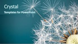  Presentation with blue eyes technology close up - Audience pleasing PPT layouts consisting of close-up of dandelion seeds backdrop and a ocean colored foreground