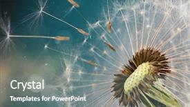  Presentation with close up fennel seed - Beautiful PPT theme featuring close-up of dandelion seeds backdrop and a gray colored foreground