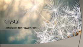  Presentation with dandelion - PPT layouts consisting of close-up of dandelion seeds background and a mint green colored foreground