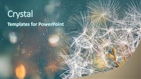  Presentation with close up fennel seed - Amazing theme having close-up of dandelion seeds backdrop and a ocean colored foreground