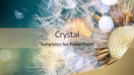  Presentation with close up fennel seed - Amazing slide deck having close-up of dandelion seeds backdrop and a  colored foreground