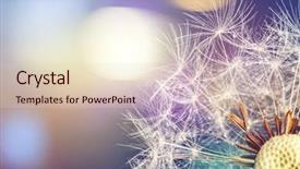  Presentation with close up fennel seed - Slide deck featuring close-up of dandelion seeds background and a  colored foreground