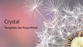  Presentation with dandelion - Theme with close-up of dandelion seeds background and a coral colored foreground
