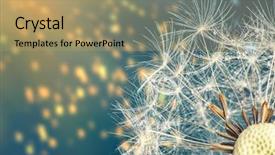  Presentation with dandelion - PPT layouts with close-up of dandelion seeds background and a coral colored foreground