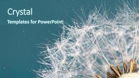  Presentation with close up fennel seed - PPT theme consisting of close-up of dandelion seeds background and a  colored foreground