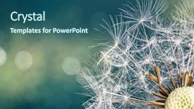  Presentation with dandelion - Audience pleasing slide deck consisting of close-up of dandelion seeds backdrop and a  colored foreground