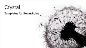  Presentation with dandelion - Amazing PPT theme having close-up of dandelion seeds backdrop and a white colored foreground