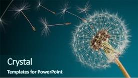  Presentation with close up fennel seed - Colorful PPT layouts enhanced with close-up of dandelion seeds backdrop and a ocean colored foreground