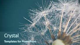  Presentation with close up fennel seed - Slides having close-up of dandelion seeds background and a ocean colored foreground