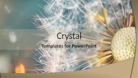  Presentation with dandelion - Theme enhanced with close-up of dandelion seeds background and a mint green colored foreground