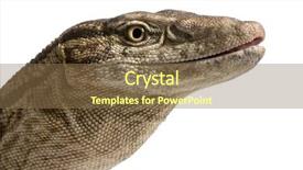 Presentation with varanus - Amazing PPT layouts having up of desert monitor varanus backdrop and a tawny brown colored foreground