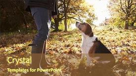  Presentation with woodland - Slide set having close up of dog being taken for walk in autumn woodland background and a tawny brown colored foreground