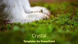  Presentation with therapy dog - Presentation enhanced with close-up-of-dog-paws background and a tawny brown colored foreground