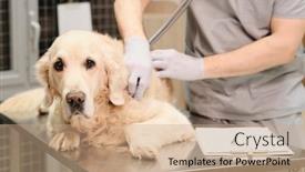  Presentation with beating heart - Cool new PPT theme with close-up-of-domestic-dog backdrop and a coral colored foreground