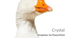  Presentation with domestic violence in pakistan - PPT theme with close up of domestic goose against white background background and a white colored foreground