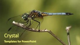  Presentation with dragonfly - Amazing theme having close up of dragonfly on a twig backdrop and a tawny brown colored foreground