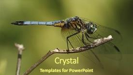  Presentation with dragonfly - Presentation theme featuring close-up of dragonfly on twig background and a tawny brown colored foreground