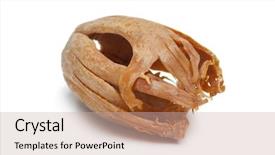  Presentation with turbine blades - Beautiful slide deck featuring close-up of dried mace backdrop and a  colored foreground