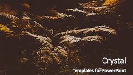  Presentation with dry forest - Colorful theme enhanced with close up of dry yellow backdrop and a wine colored foreground