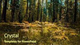  Presentation with dry forest - PPT theme consisting of close up of dry yellow autumn fern leaves on foreground fall colors and autumn forest concept botanical background natural design element for halloween poster and season art countryside background background and a tawny brown colored foreground