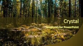  Presentation with dry forest - Cool new slide deck with concept botanical background natural design backdrop and a tawny brown colored foreground
