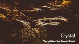  Presentation with dry forest - Beautiful slide set featuring close up of dry yellow backdrop and a wine colored foreground