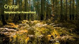  Presentation with dry forest - Audience pleasing PPT theme consisting of close up of dry yellow backdrop and a tawny brown colored foreground