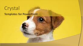  Presentation with russell - Presentation theme enhanced with close-up-of-eager-jack background and a yellow colored foreground