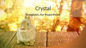  Presentation with bunny - Presentation theme featuring close-up of easter bunny against tranquil autumn scene in forest background and a blonde colored foreground