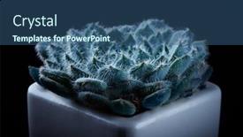  Presentation with succulent - Presentation enhanced with close up of echeveria succulent background and a ocean colored foreground