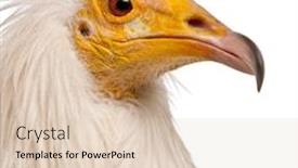  Presentation with egyptian - Beautiful theme featuring close-up-of-egyptian-vulture backdrop and a lemonade colored foreground