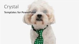  Presentation with white green - Presentation consisting of close-up-of-elegant-shih and a white colored foreground