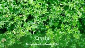  Presentation with holly - Presentation consisting of close-up-of-european-holly background and a forest green colored foreground